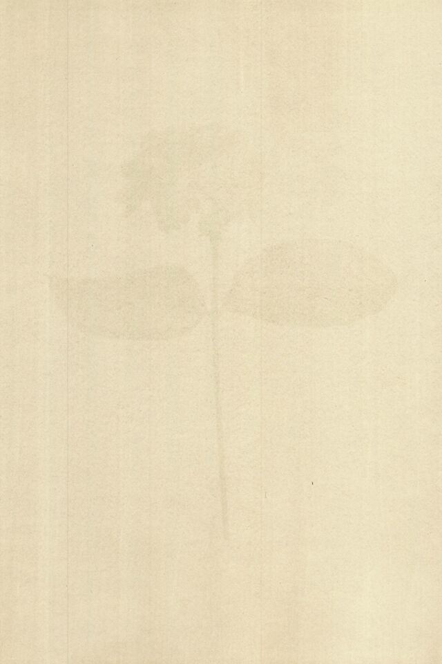 253017-marion-et-la-foule-soudain-tendit-une-fleur-anthotypes-2020_11.jpg