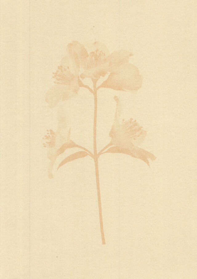 252218-marion-et-la-foule-soudain-tendit-une-fleur-anthotypes03.jpg