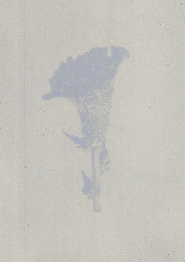 252226-marion-et-la-foule-soudain-tendit-une-fleur-anthotypes10.jpg