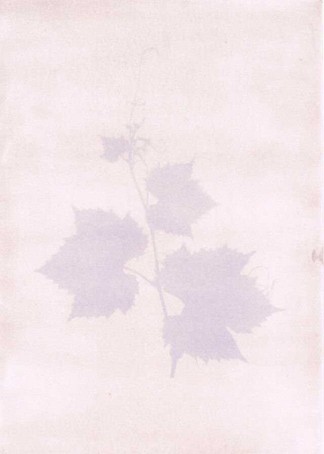 252861-marion-et-soudain-la-foule-tendit-une-fleur-revolution-des-vignes.jpg