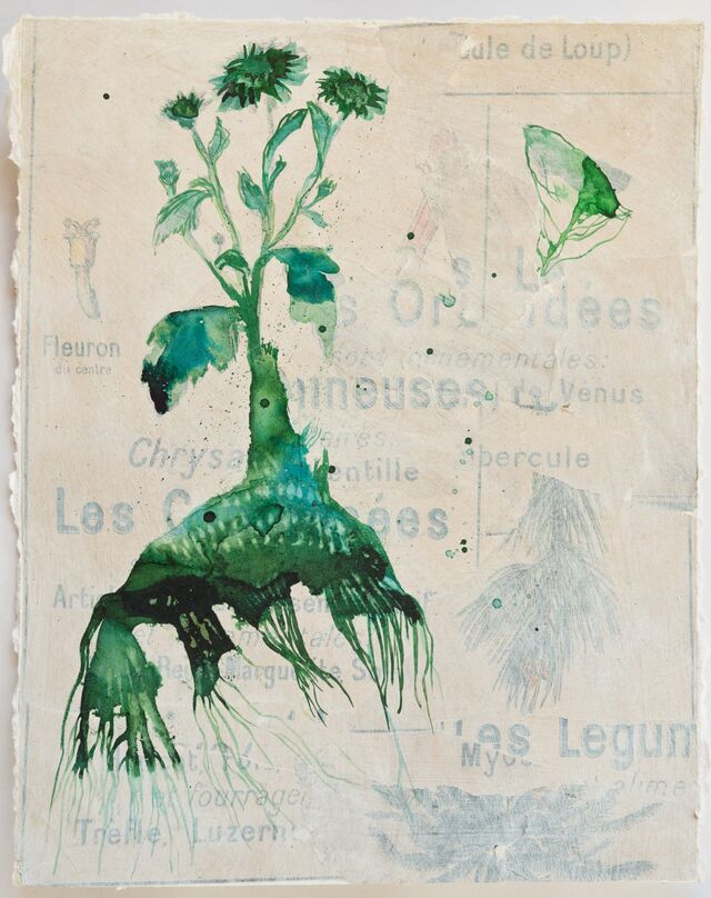 256006-schroeder-les-oubliees-fleurs_vues_de_dessous_6_.jpg