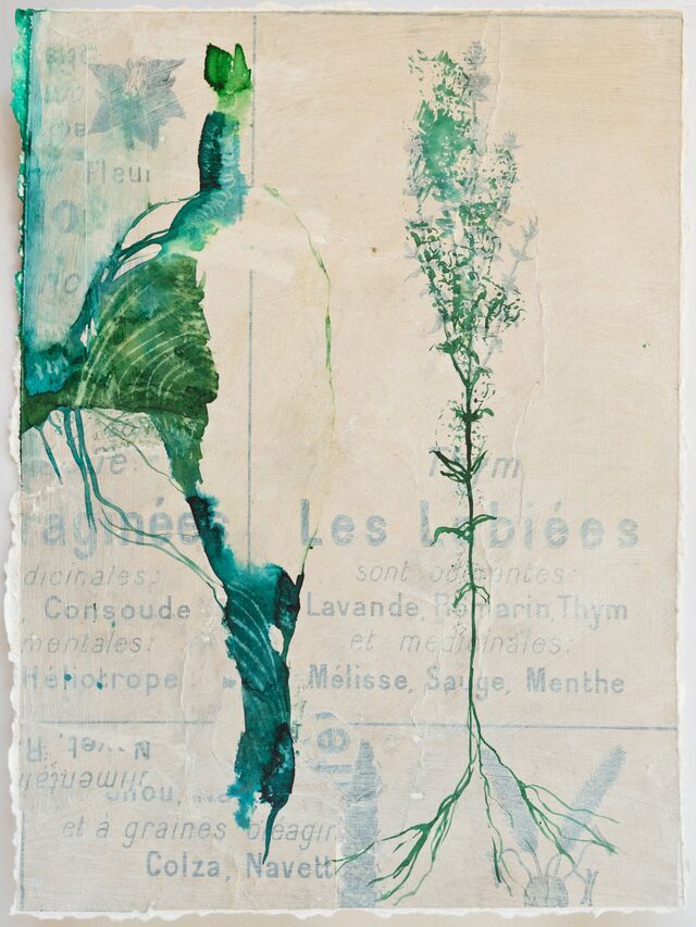 256008-schroeder-les-oubliees-fleurs_vues_de_dessous_8_.jpg