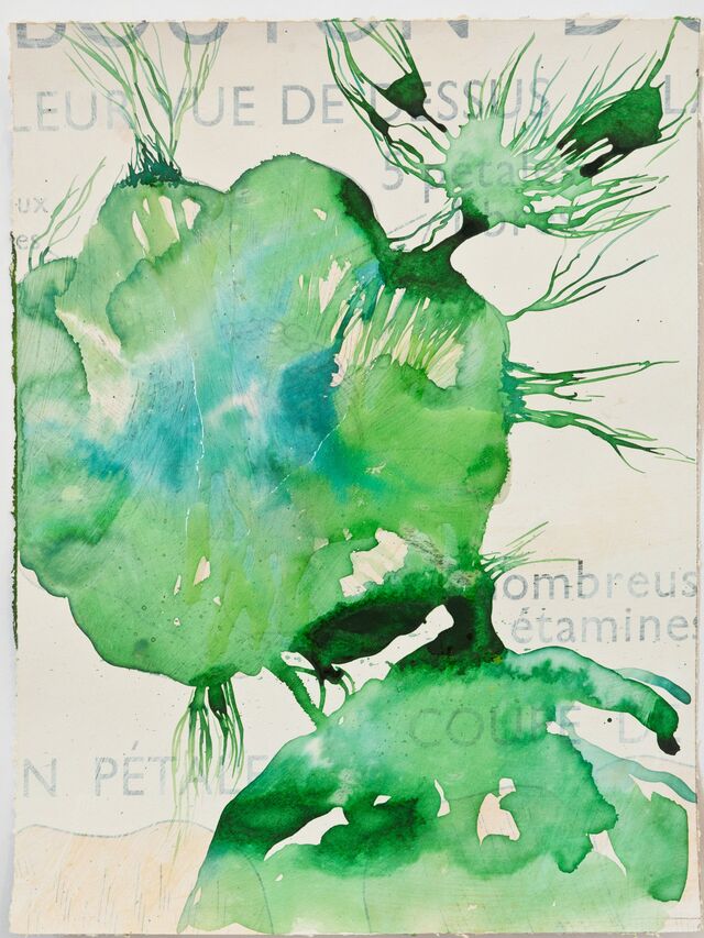 256002-schroeder-les-oubliees-fleurs_vues_de_dessous_3_.jpg