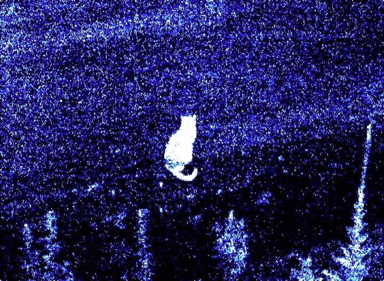 269599-debrot-la-petite-nuit-photogramme_la_petite_nuit4.jpg
