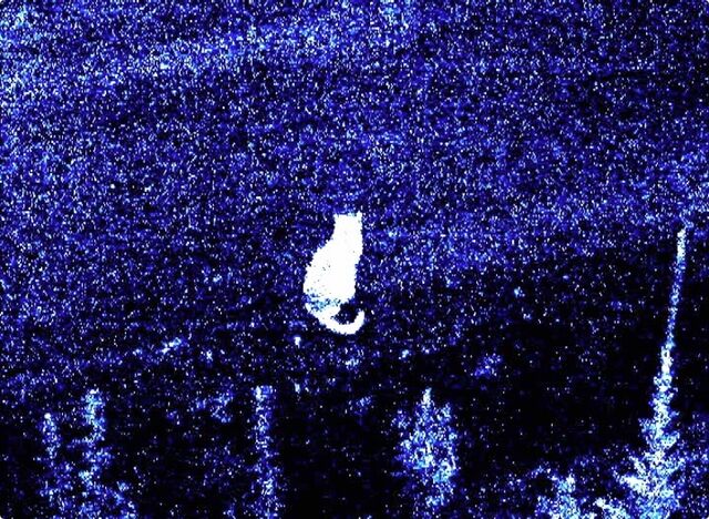 _La Petite Nuit_