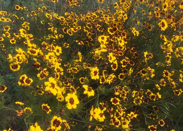 269840-debrot-les-eaux-fuyantes-recherche-production-coreopsis.jpg