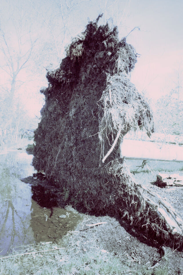 268364-chichin-le-dos-des-arbres-2014_2017_ledosdesarbres_16.jpg