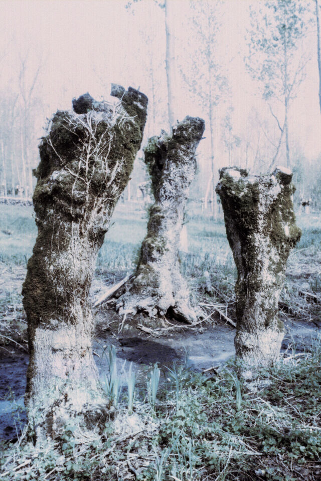 268366-chichin-le-dos-des-arbres-2014_2017_ledosdesarbres_18.jpg