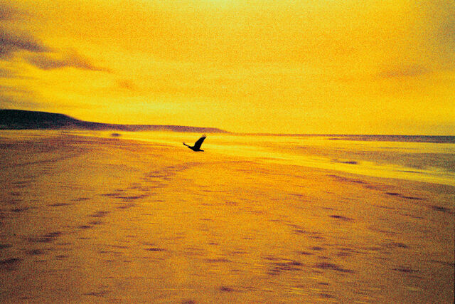 _Ses disparitions successives_