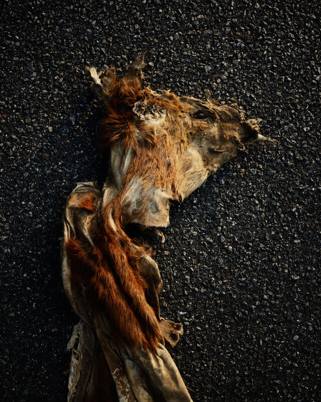 237735-falco_griffurenaissante_180823_fd_103.jpg
