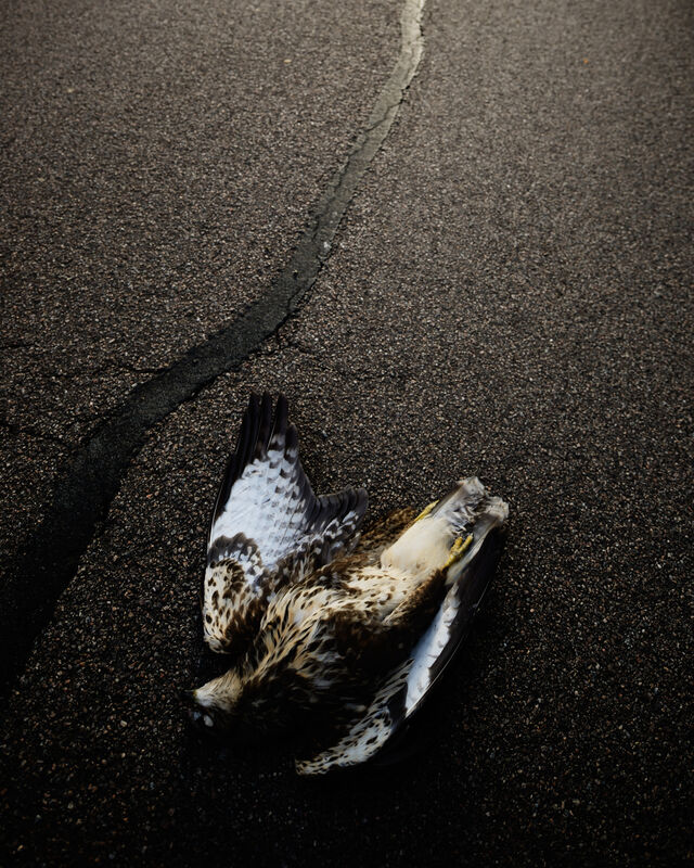 237734-falco_griffurenaissante_180820_22_fd_199.jpg