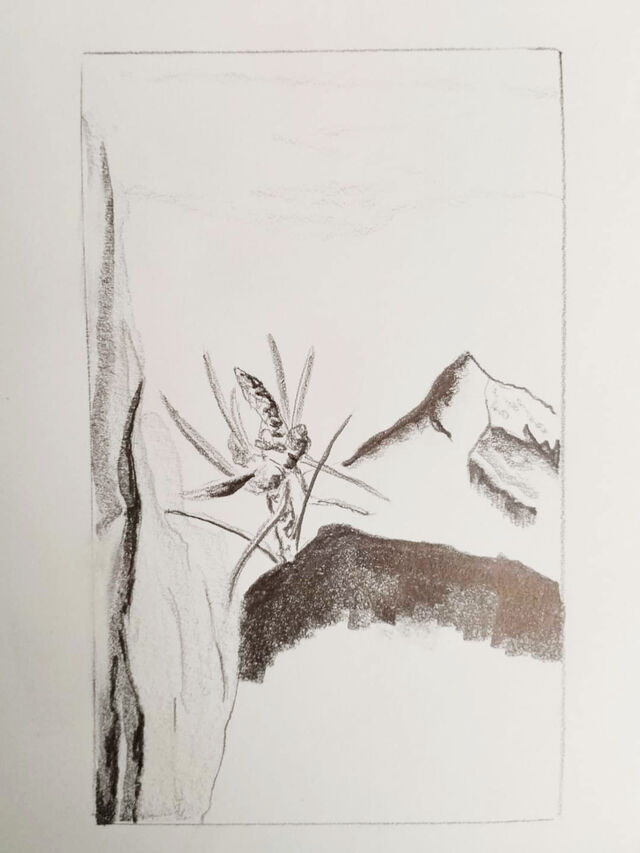 251494-contin-roux-jardin-graphite_sur_papier_format_a4_2024_3_.jpg