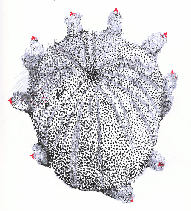 255003-portalis-afro-nume_riser_4.jpg