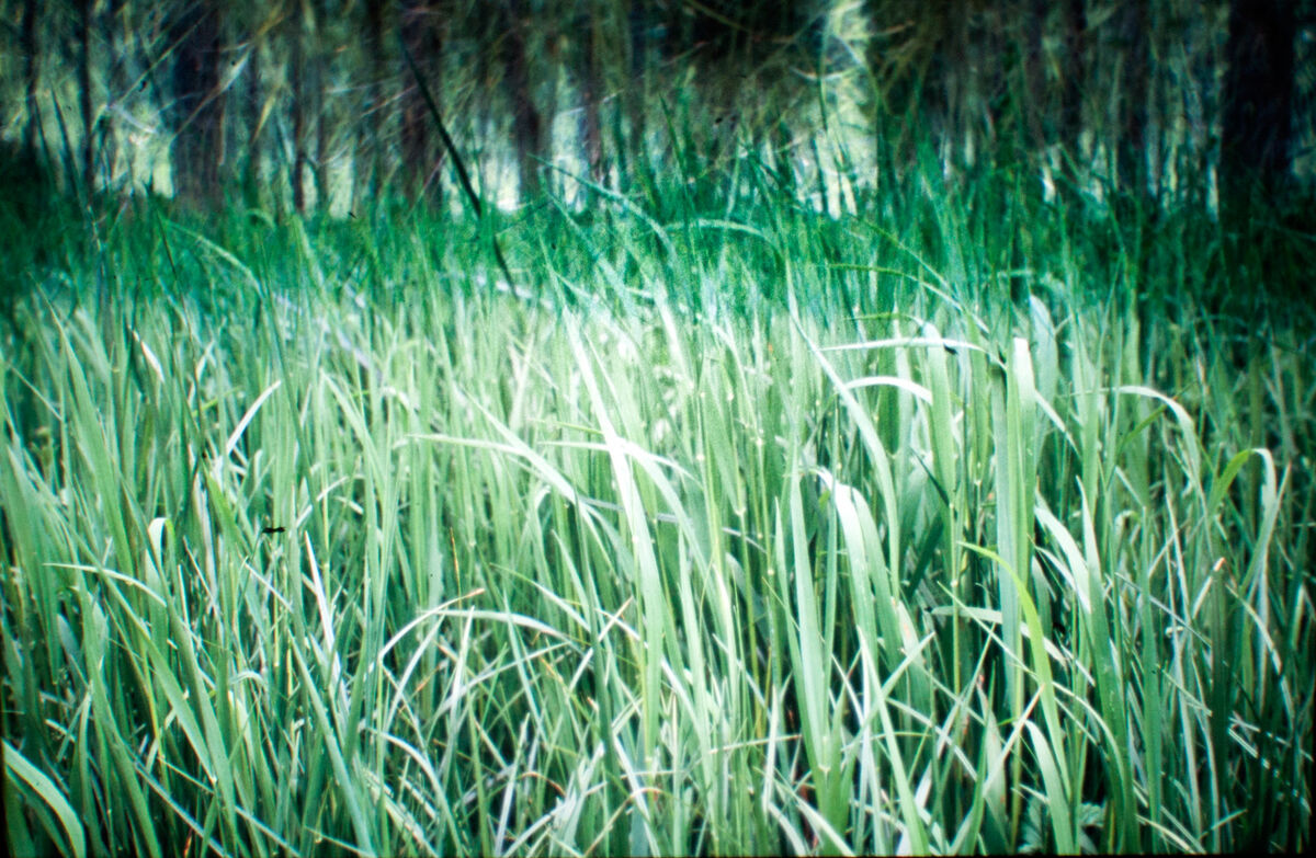 263540-hillairet_paysage-chronique_paysage_chronique_diapo_proj_16a.jpg