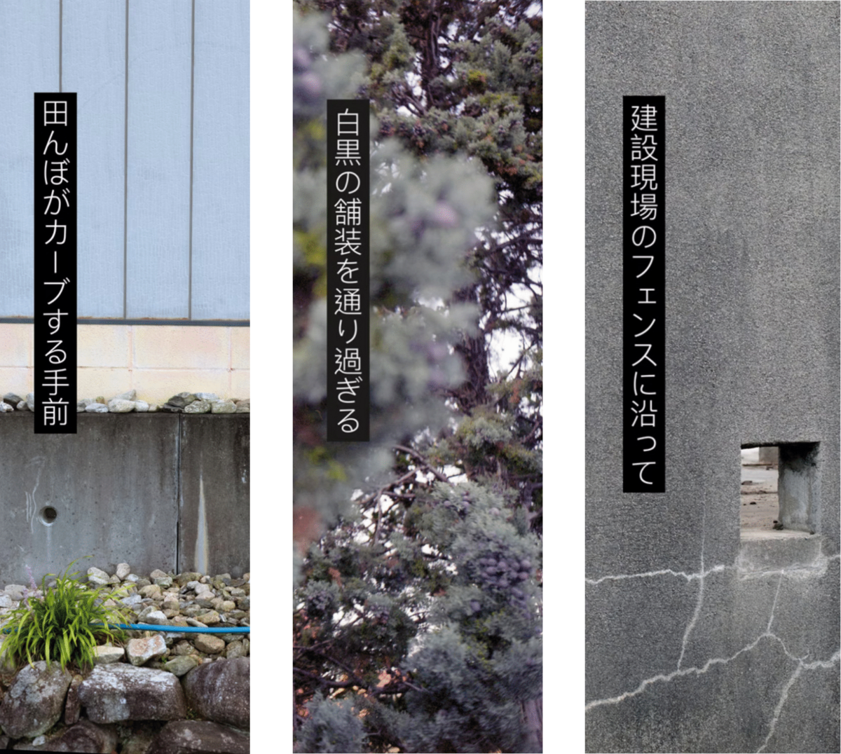 262114-hillairet_anemochorie_tanushimaru_1.png