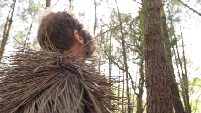 _Homo-Pinus Acus_