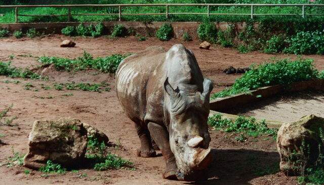 216002-rhinoceros---copie.jpg