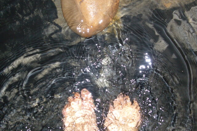 216004-sorgue-2009---copie.jpg