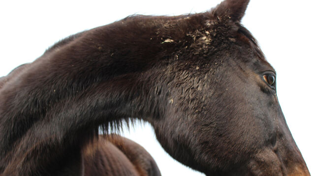 _Cheval_