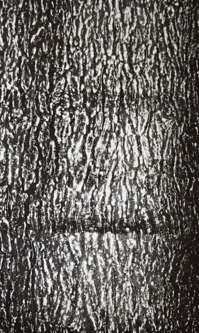 269371-monnet-epaisseur-ecorce-memoire-visible-sapin_r_.jpg