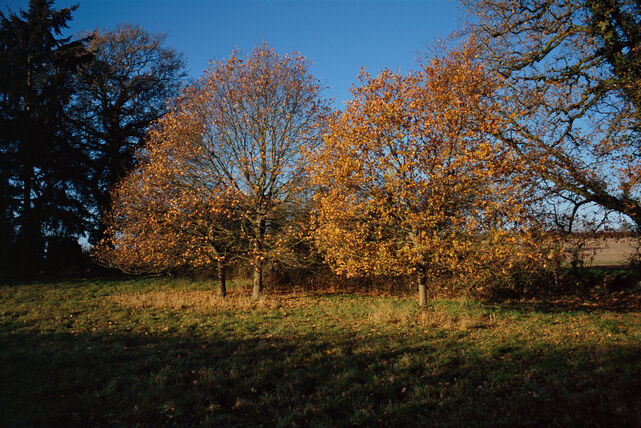 _Some Trees_