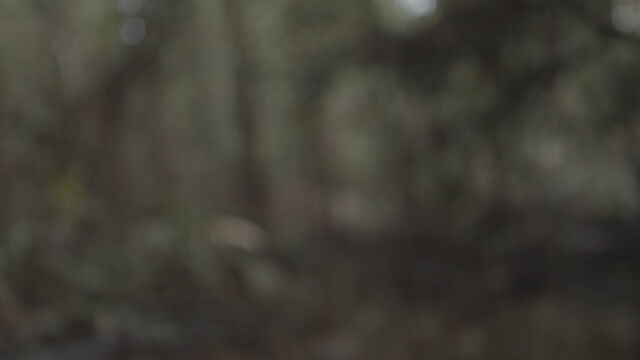 241310-subreville_bokeru2_foret26.jpg