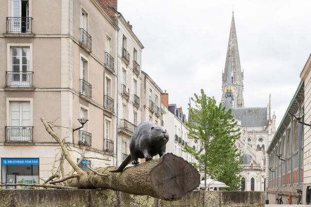 _Un castor sur un arbre couché_