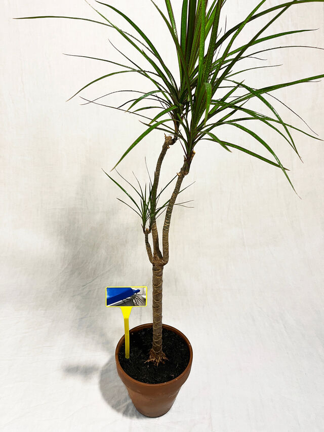 268842-tixador_plantespoubelles_img_9263.jpg