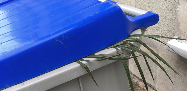 268836-tixador_plantespoubelles_dracaena_marginata88x43.jpg