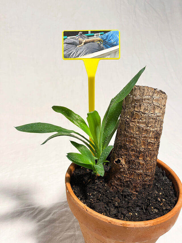 _Plantes_