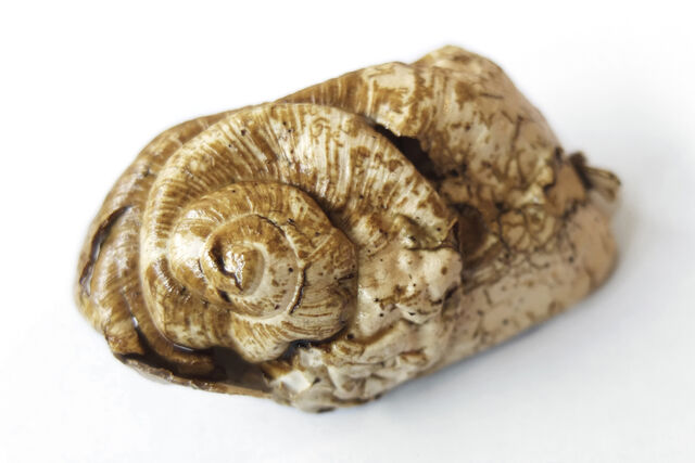 _La mue d'escargot_