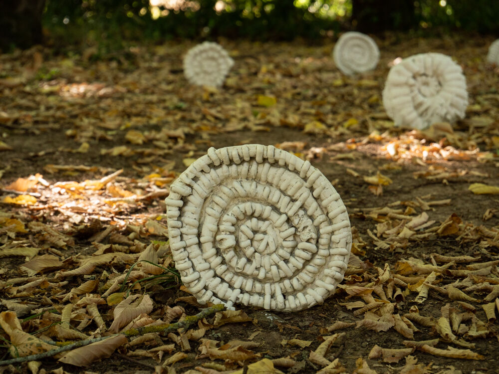243790-ammonites-9.jpg