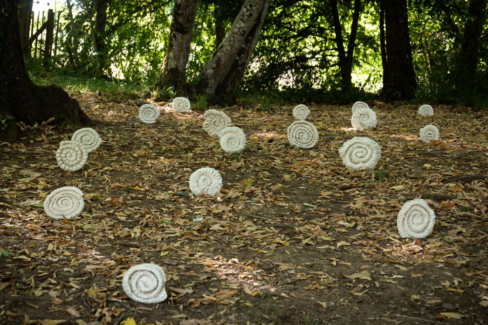 243788-ammonites-7.jpg