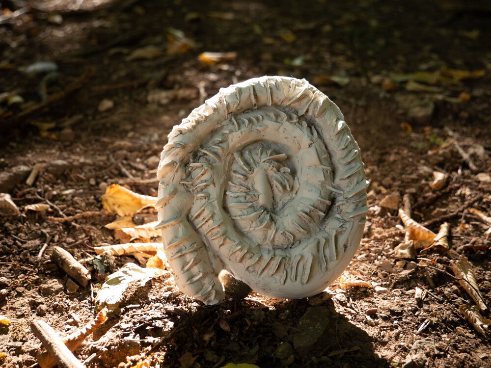 243791-ammonites-11.jpg