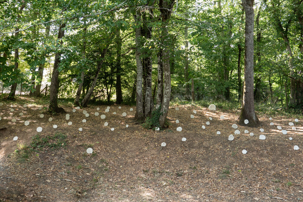 243789-ammonites-6.jpg