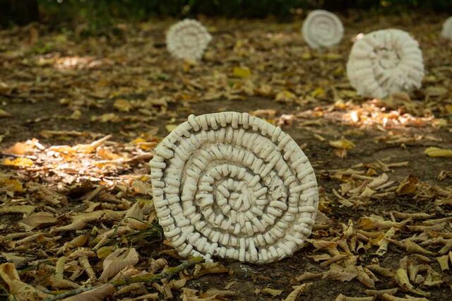 _Les ammonites_