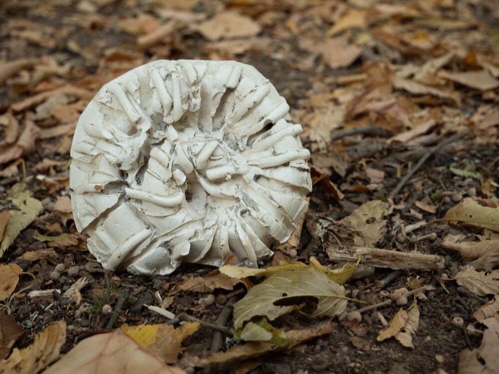 243792-ammonites-12.jpg
