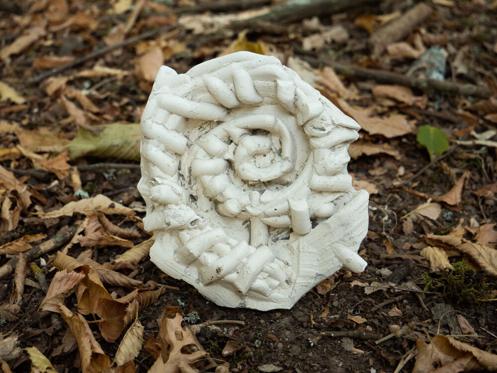 243793-ammonites-13.jpg
