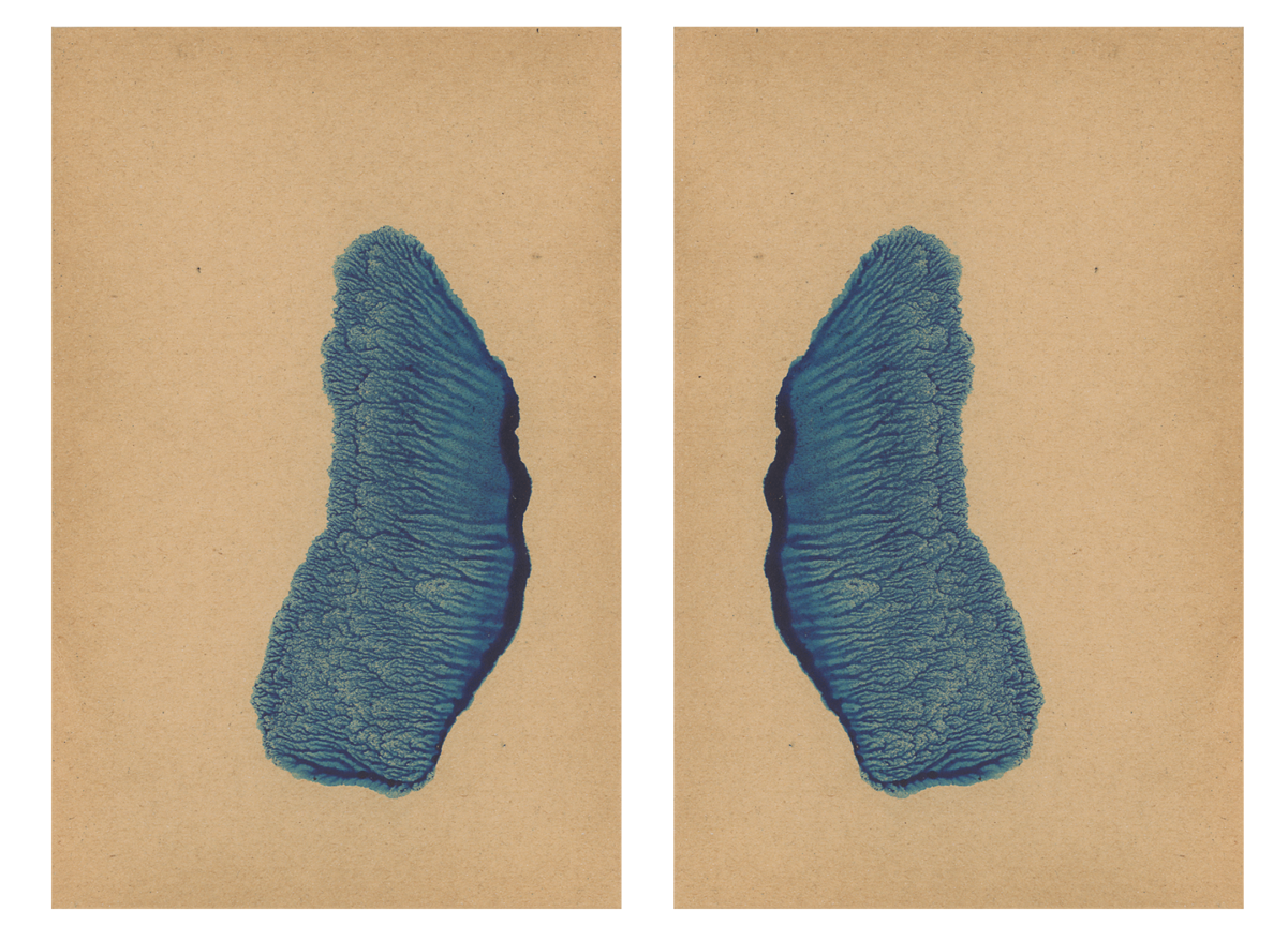 243593-mareschal_dendrites_38.png