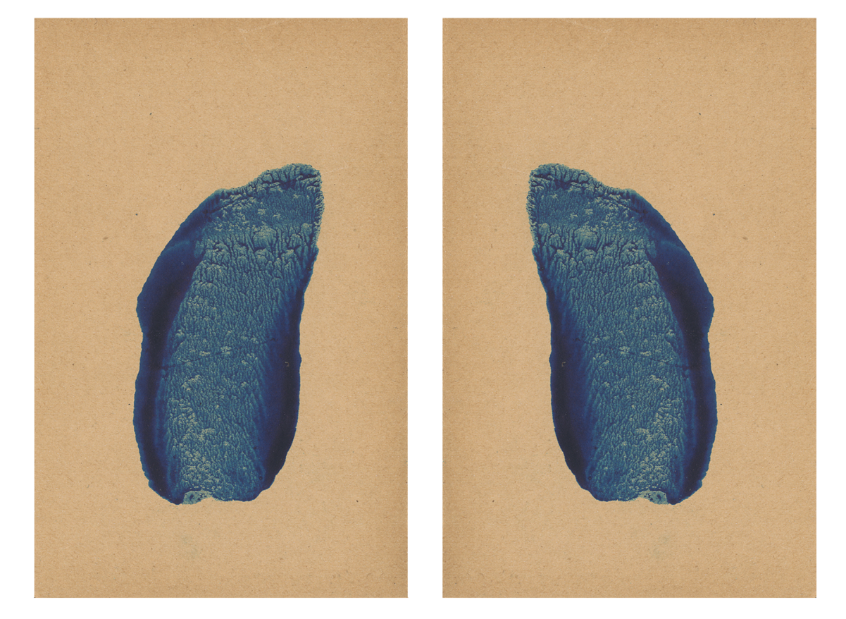 243596-mareschal_dendrites_41.png