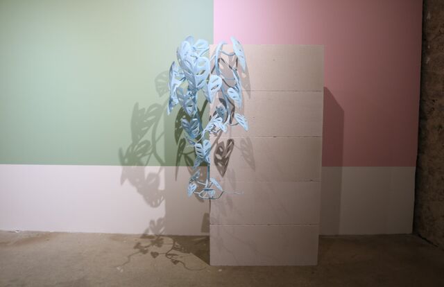 _Monstera_