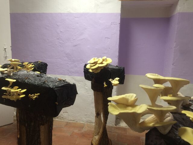 254094-duprat-passion-champignon-img_8963.jpg