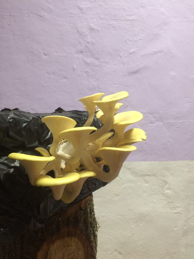 254096-duprat-passion-champignon-img_8970.jpg