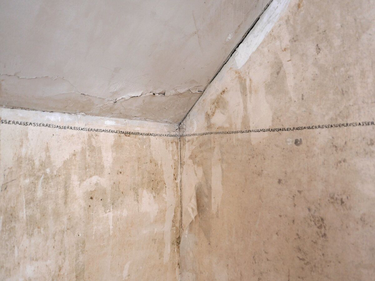253215-mouron-ressasser-p1007514_.jpg