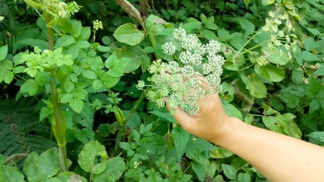 _Which Plants to Teach Ethics to Artificial Intelligence_