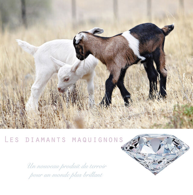 _Les diamants maquignons_