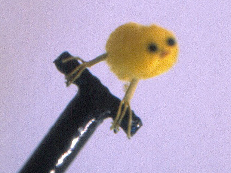 223110-sprovost_la_machine_a_faire-bouger4_detail.jpg