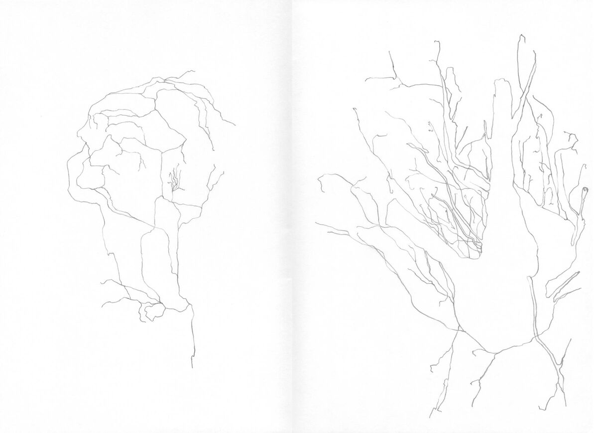 235578-lamare_pourdesprunes_pourdesprunes-dessin3.jpg
