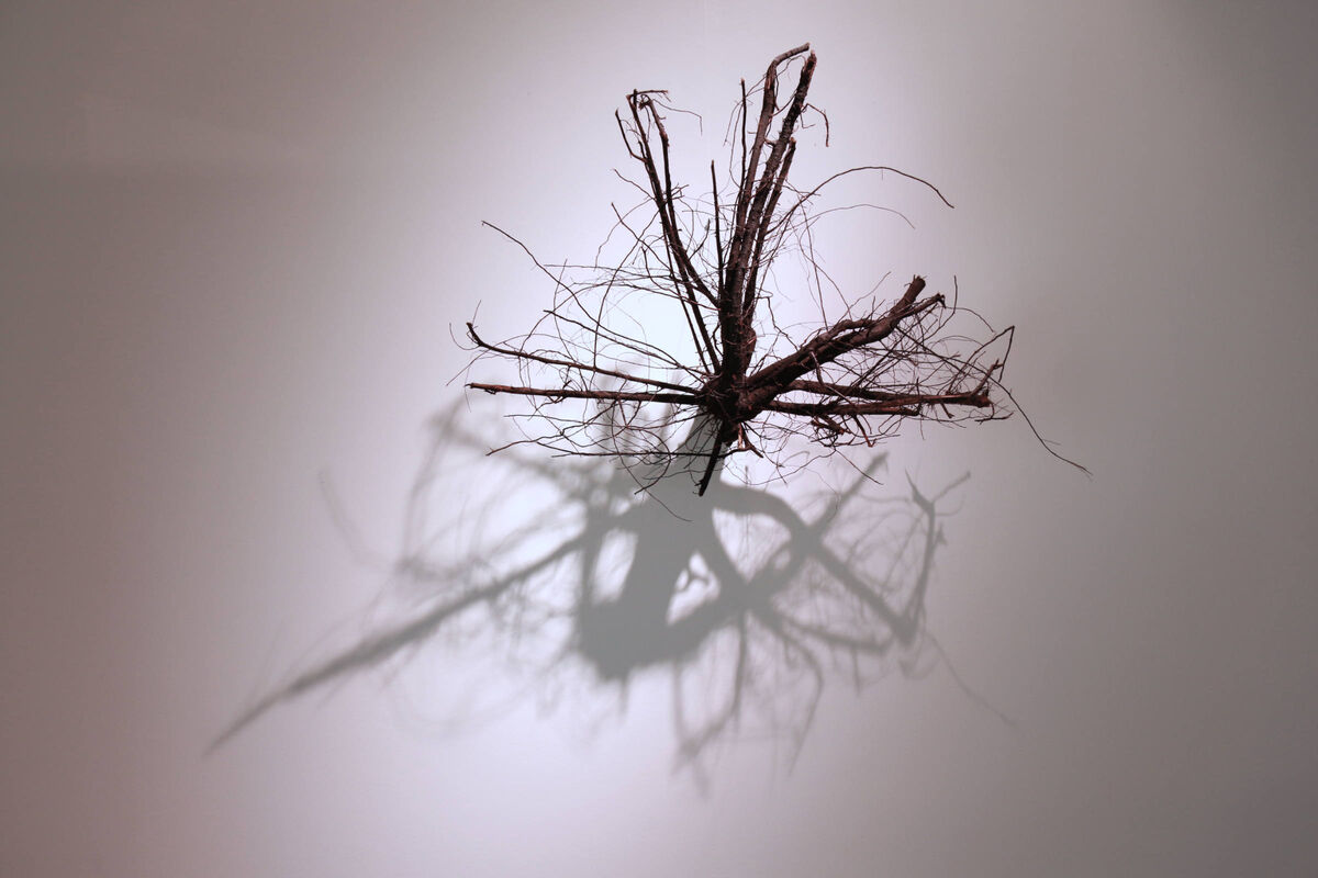 236114-lamare_pourdesprunes_pordesprunes-racinesexpoauloffe_e2019.jpg