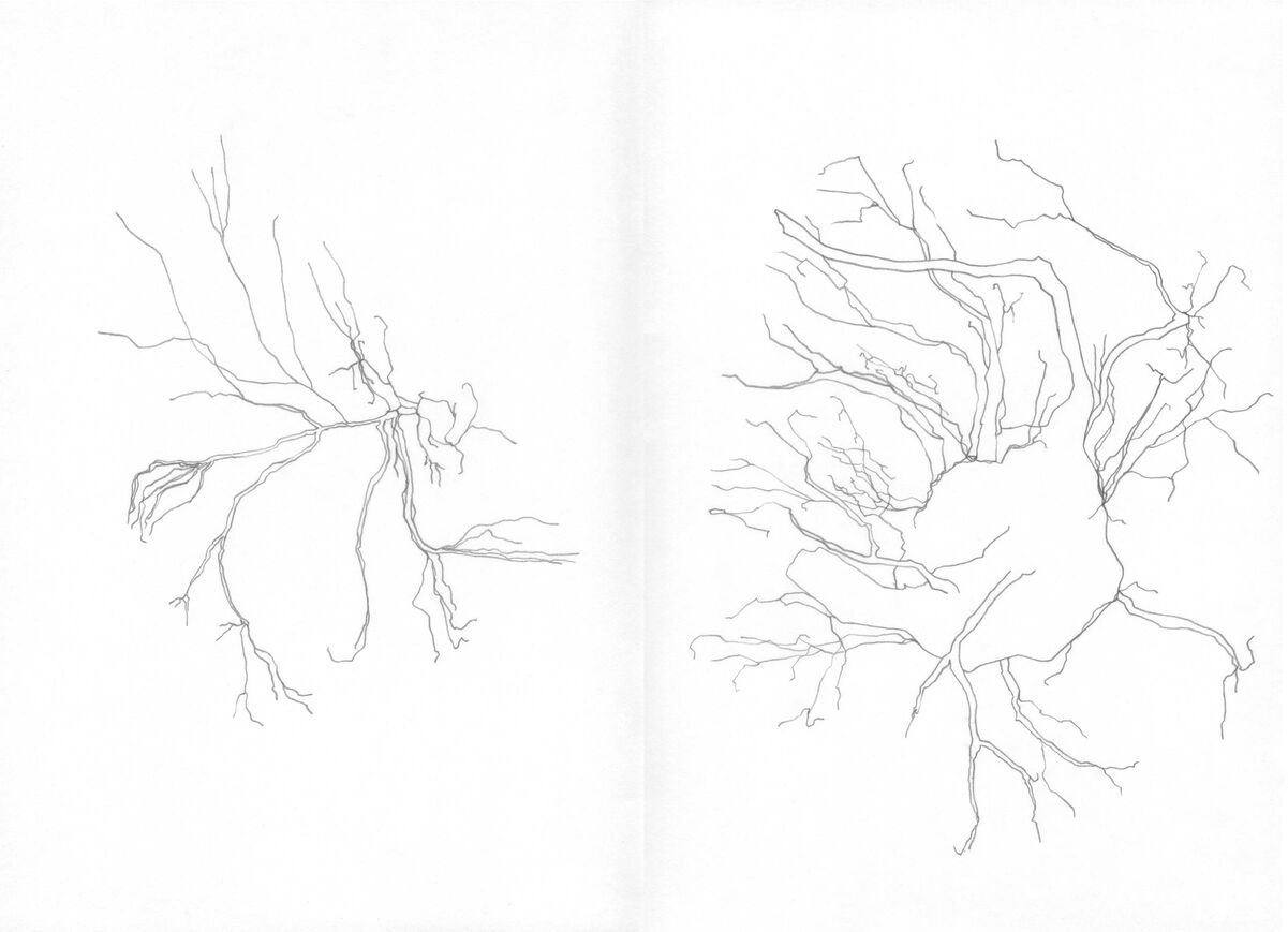 235576-lamare_pourdesprunes_pourdesprunes-dessin2.jpg